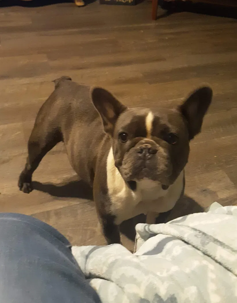 Lost dog in Gibsonville, NC, 27249