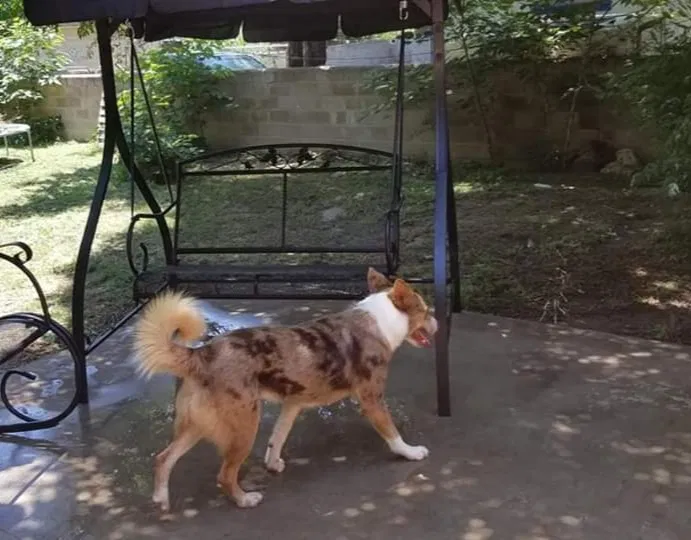 Lost dog in Odessa, TX, 79762
