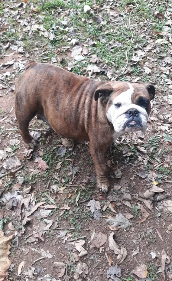 Lost dog in Gibsonville, NC, 27249