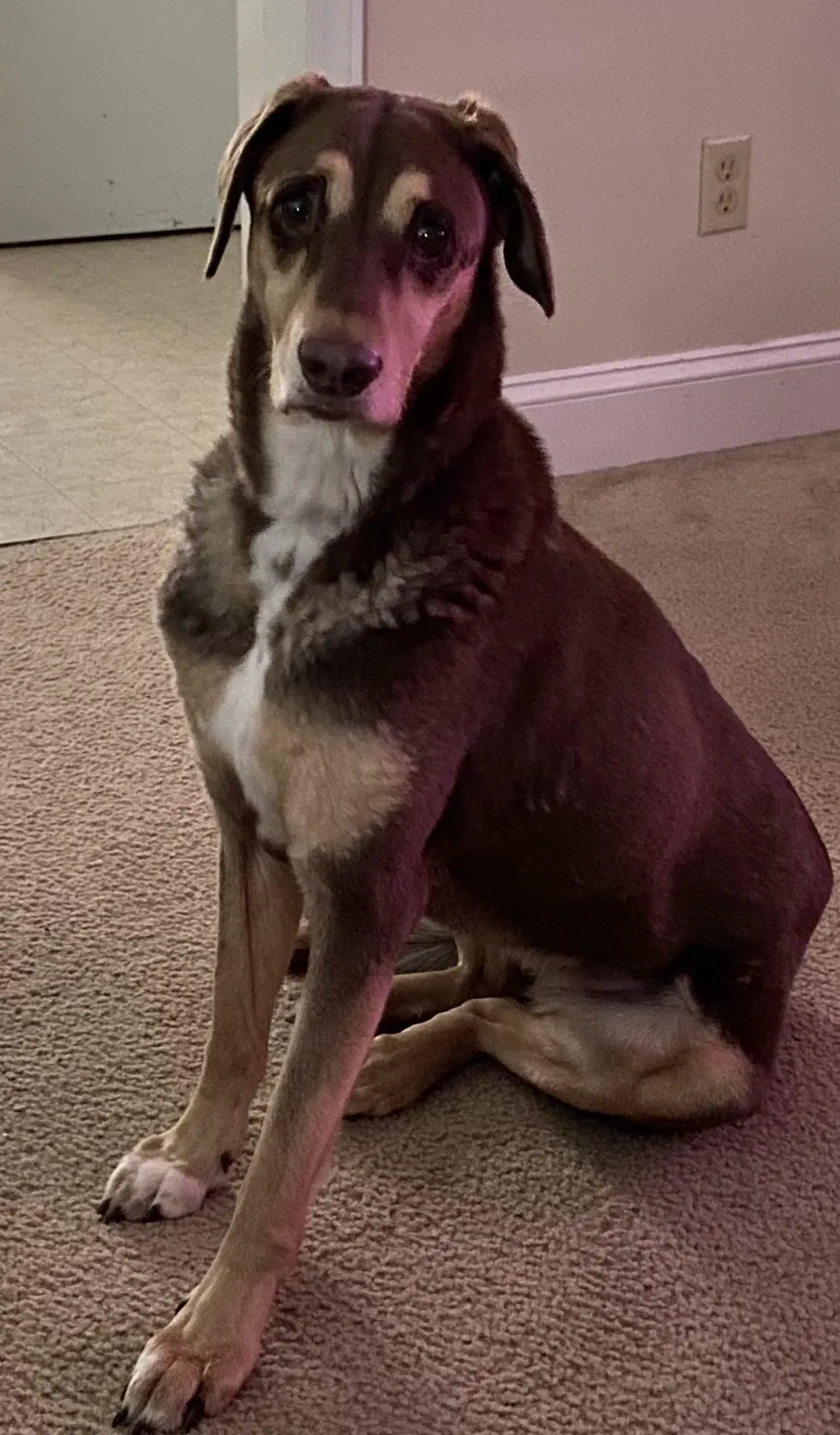 Lost dog in Randleman, NC, 27317