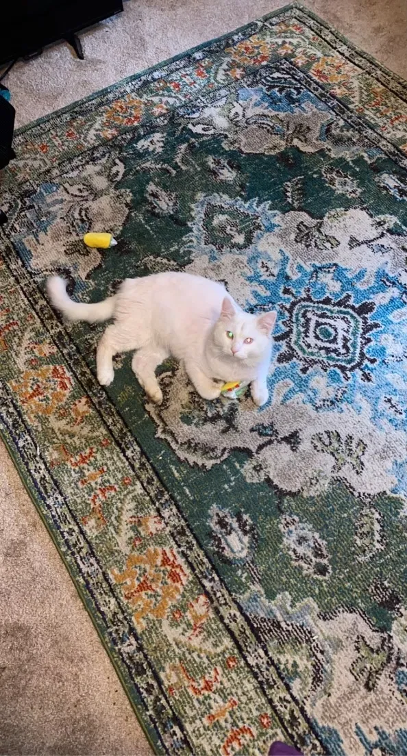 Lost cat in Rockton, IL, 61072