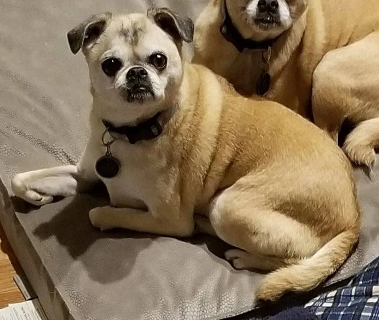 Lost dog in Hoffman Estates, IL, 60192