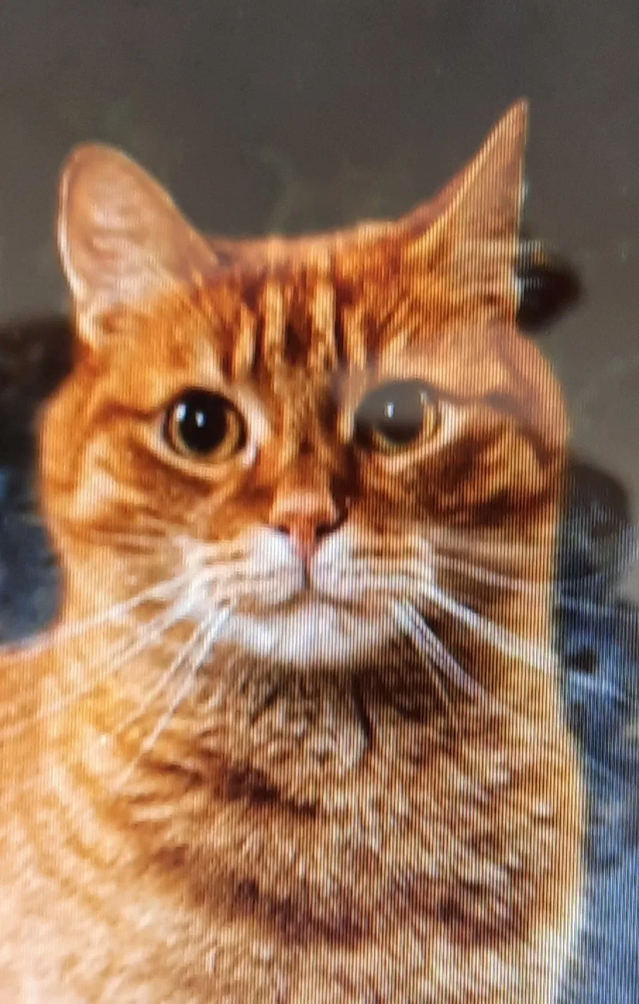 Lost cat in Pensacola, FL, 32514