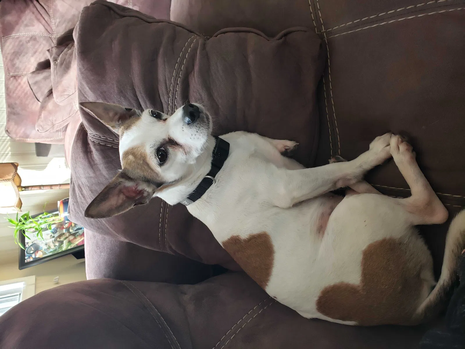 Lost dog in Schaumburg, IL, 60194