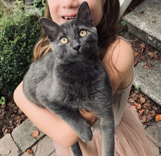 Lost cat in Tunnel Hill, GA, 30755