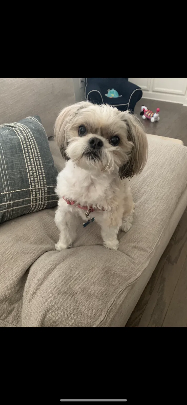 Lost dog in Buford, GA, 30518