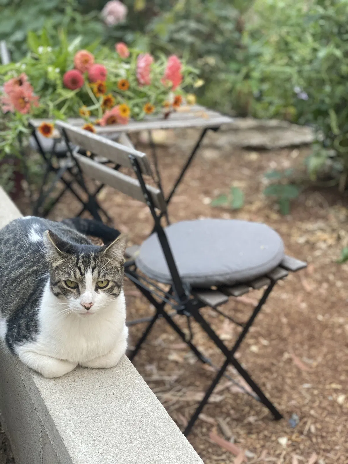 Lost cat in San Diego, CA, 92116
