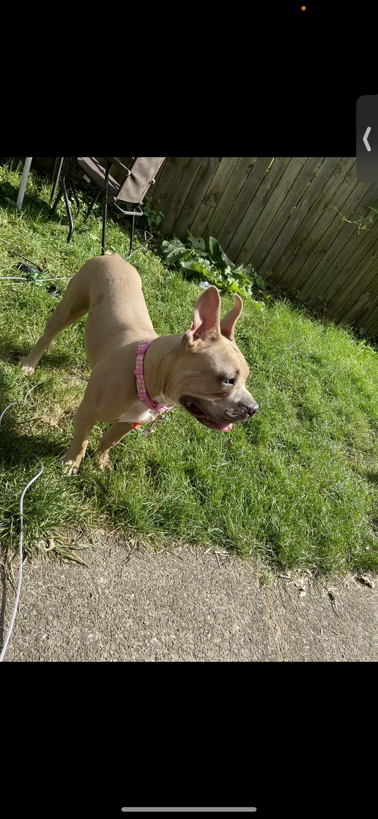 Lost dog in Columbus, OH, 43232