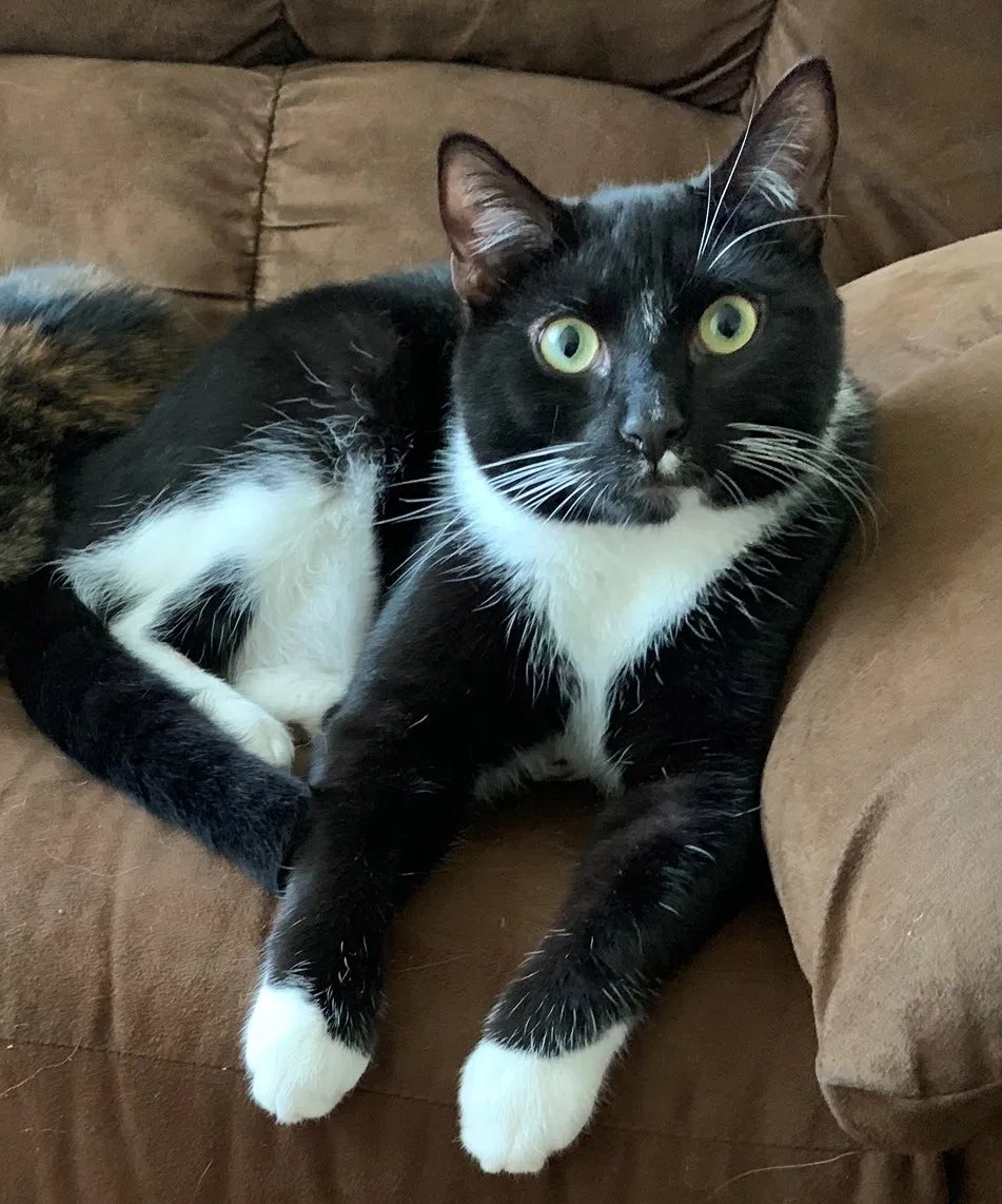 Lost cat in Morgantown, WV, 26505