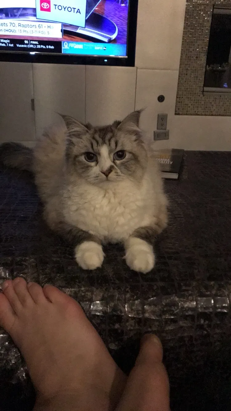 Lost cat in Las Vegas, NV, 89135