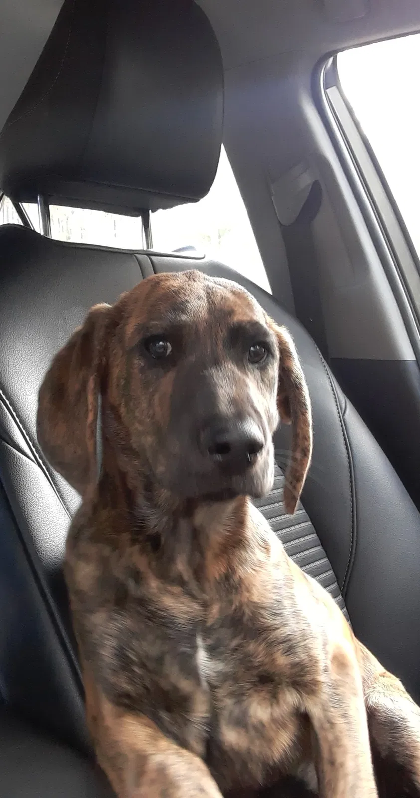Lost dog in Gainesville, GA, 30506