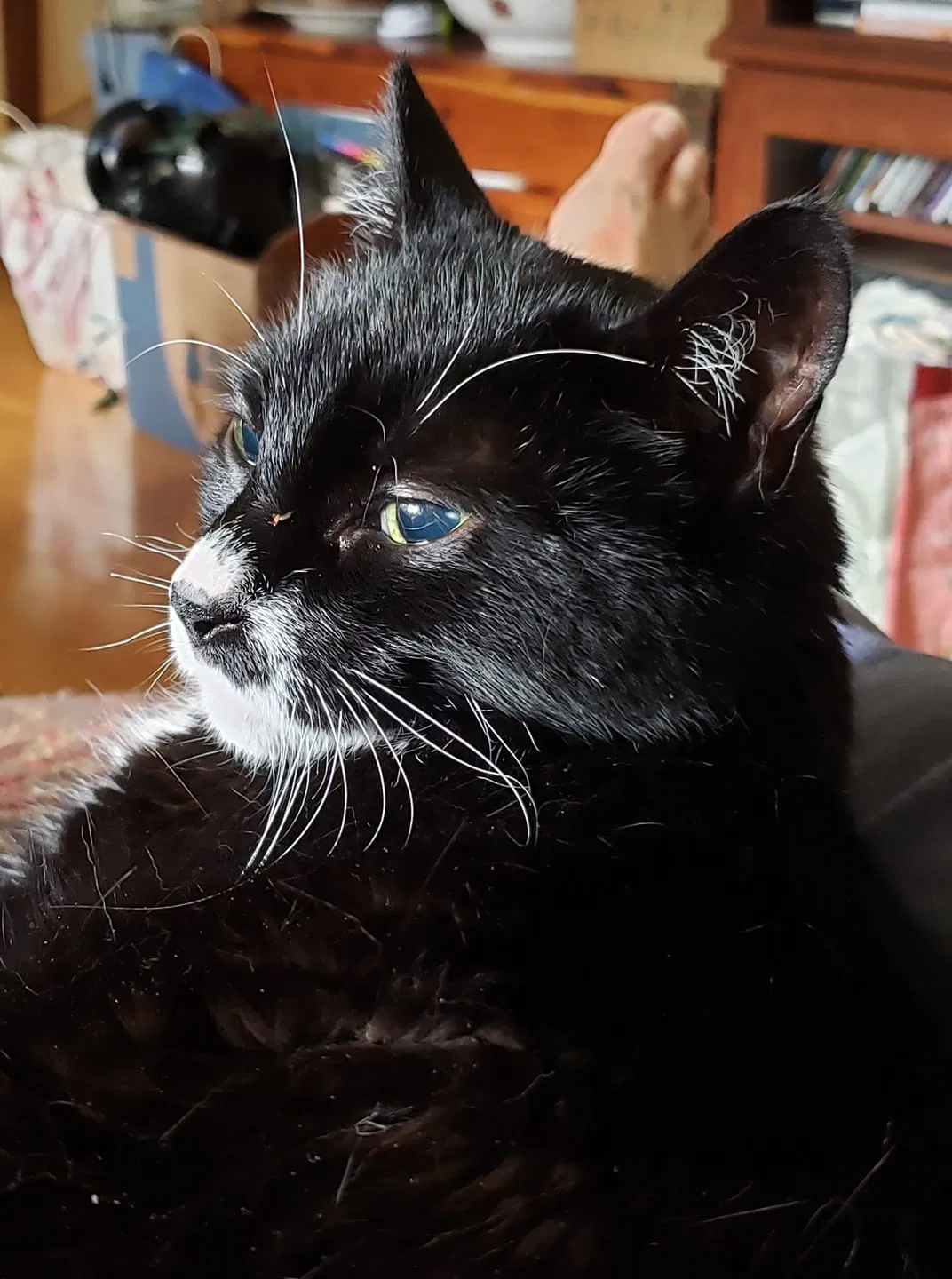 Lost cat in Port Washington, NY, 11050