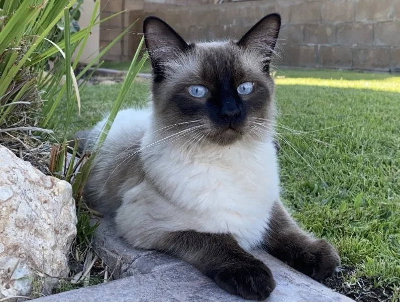 Lost cat in Bakersfield, CA, 93306
