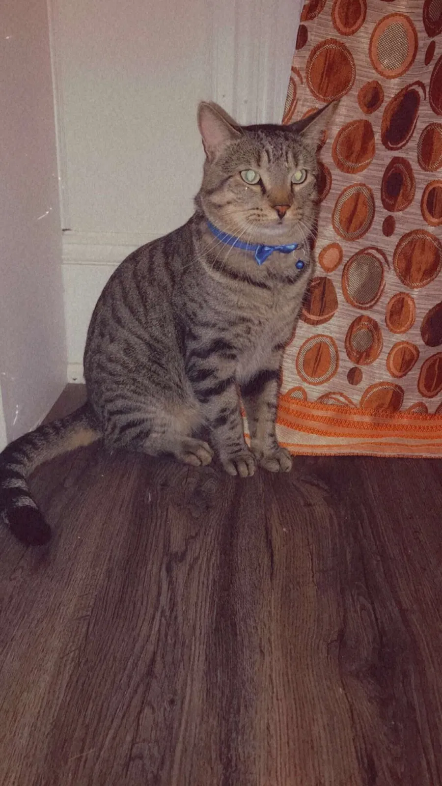 Lost cat in Sheboygan, WI, 53081