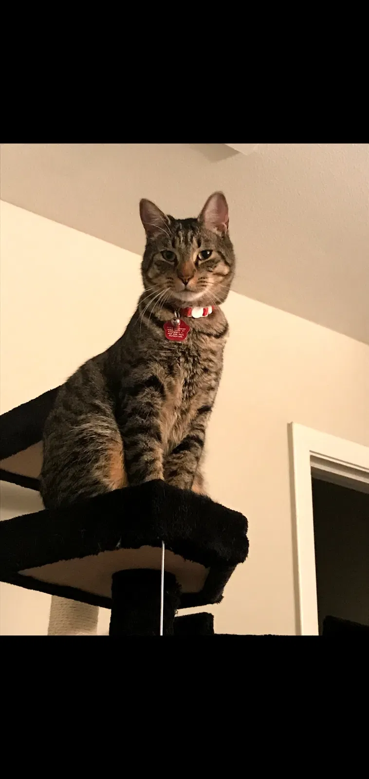 Lost cat in Kissimmee, FL, 34741