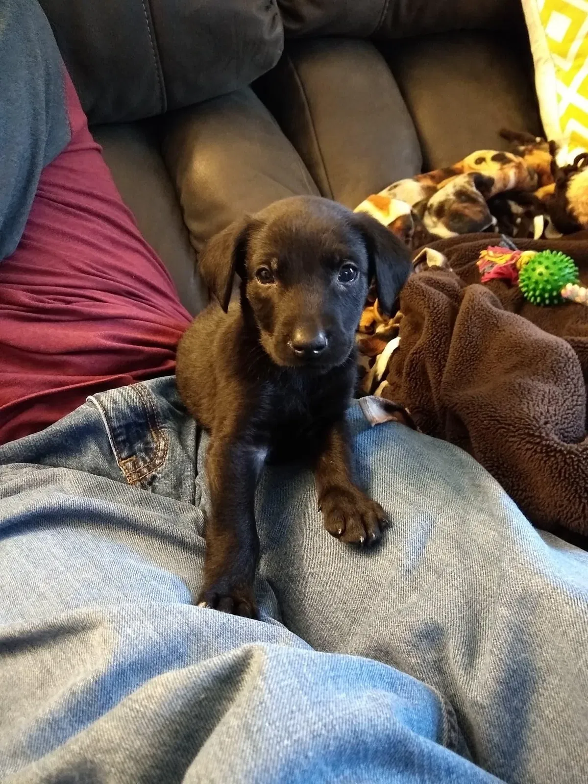 Lost dog in Ravenswood, WV, 26164