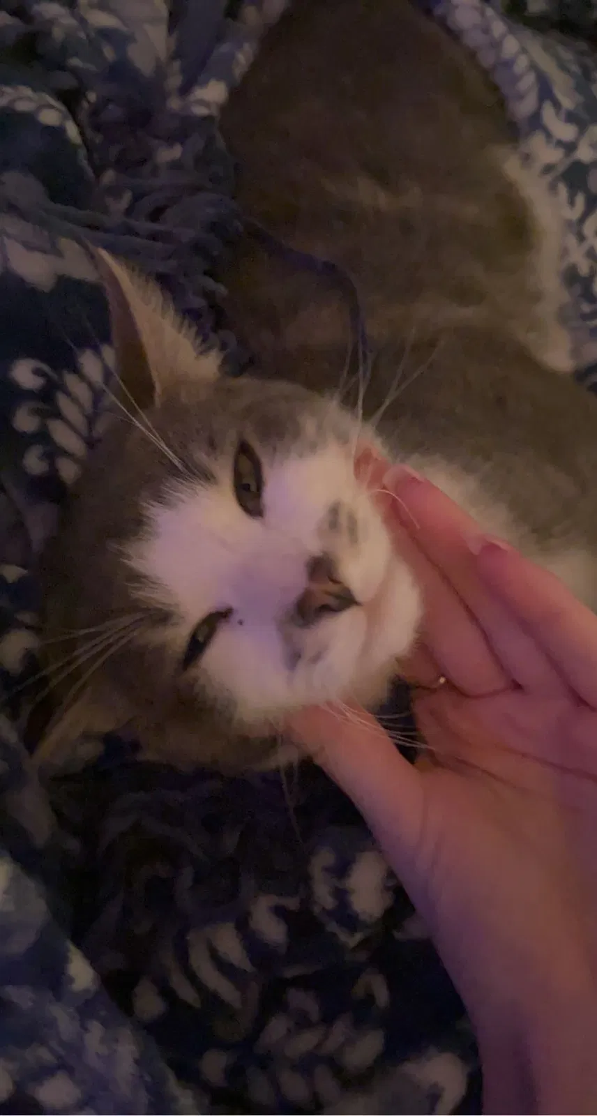 Lost cat in Albuquerque, NM, 87111