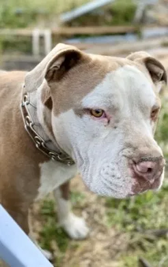 Lost dog in San Pablo, CA, 94806