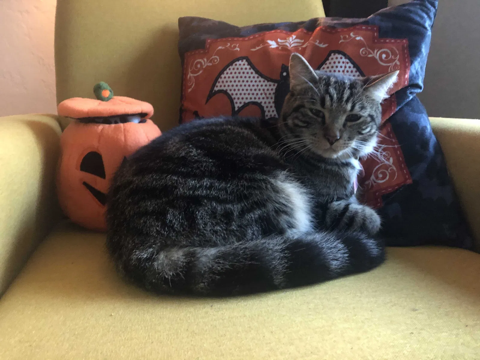 Lost cat in Eugene, OR, 97402