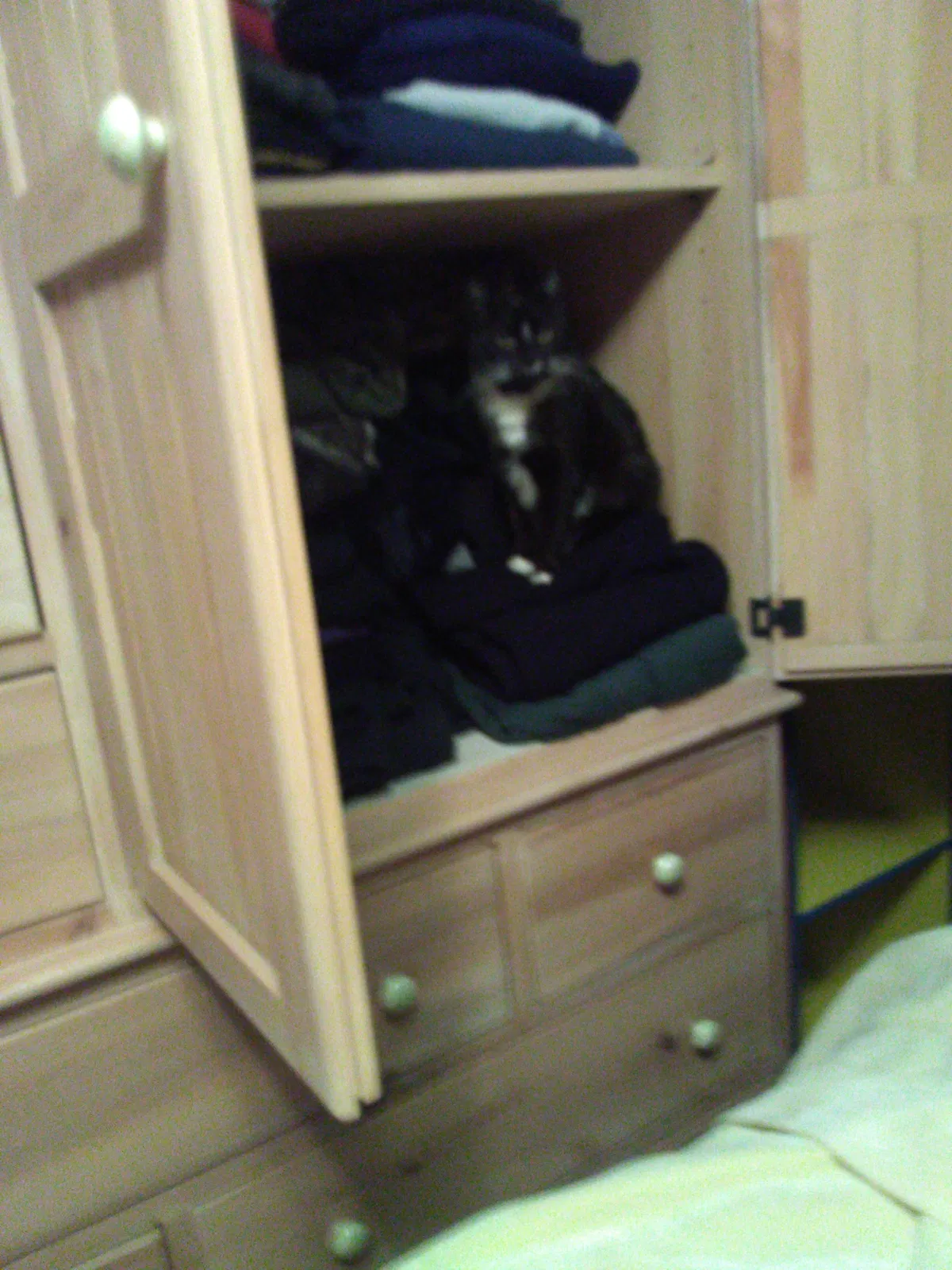 Lost cat in New Alexandria, PA, 15670