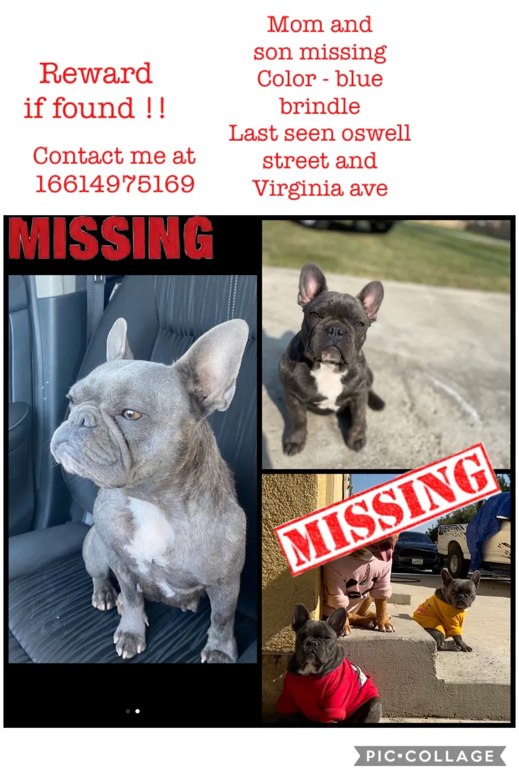 Lost dog in Bakersfield, CA, 93307