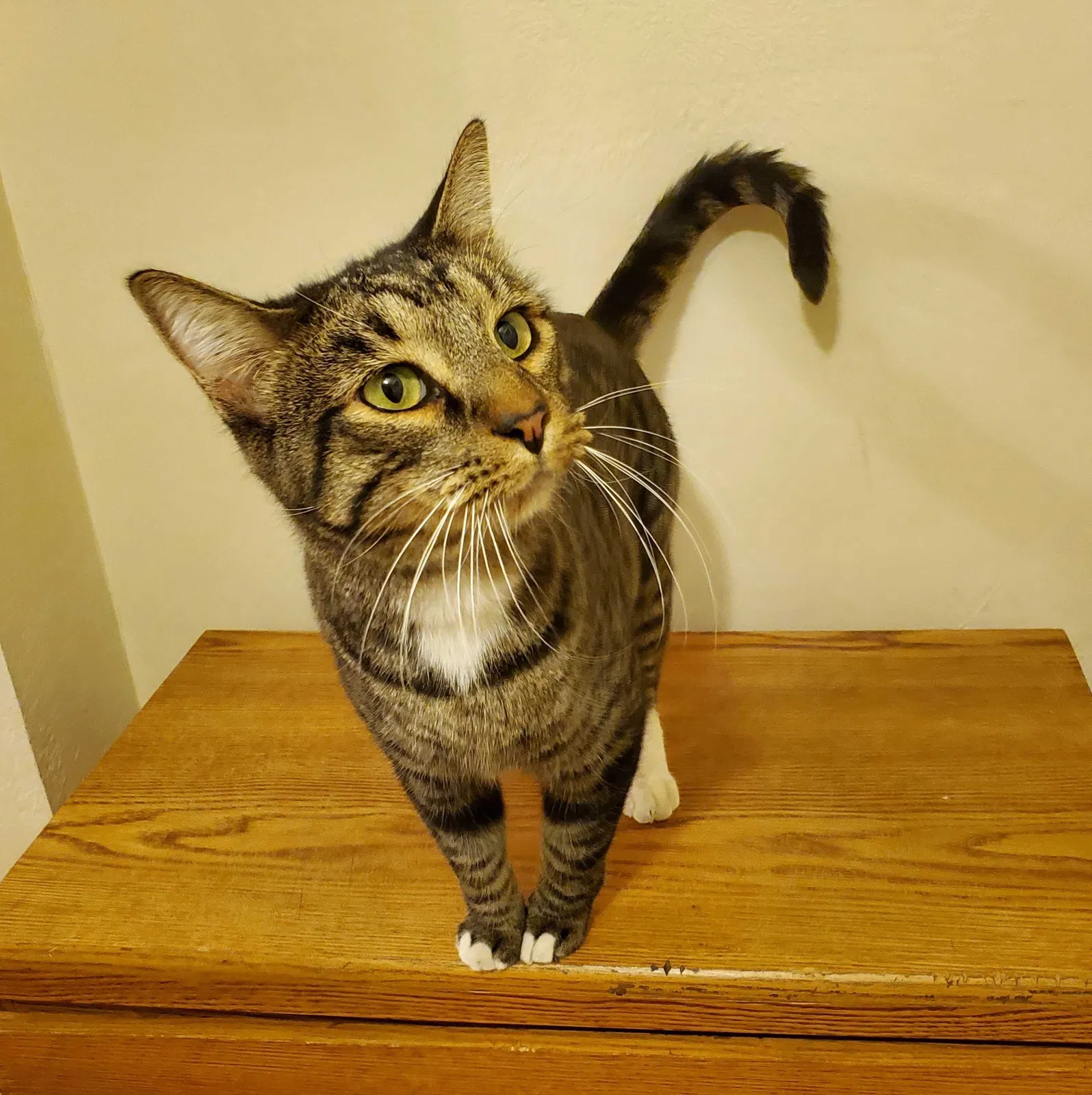 Lost cat in Las Cruces, NM, 88001
