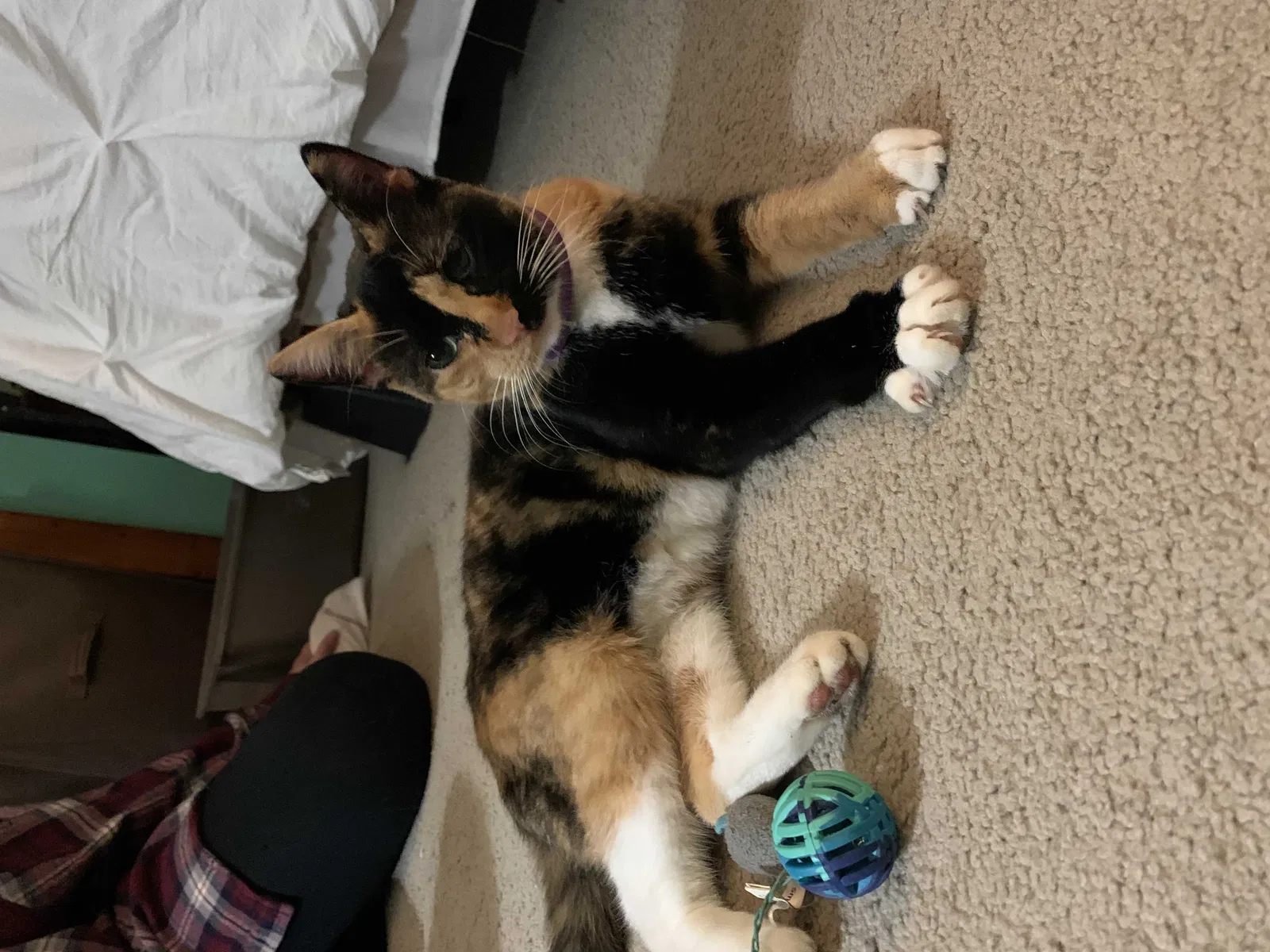 Found cat in Franklinville, NJ, 8322