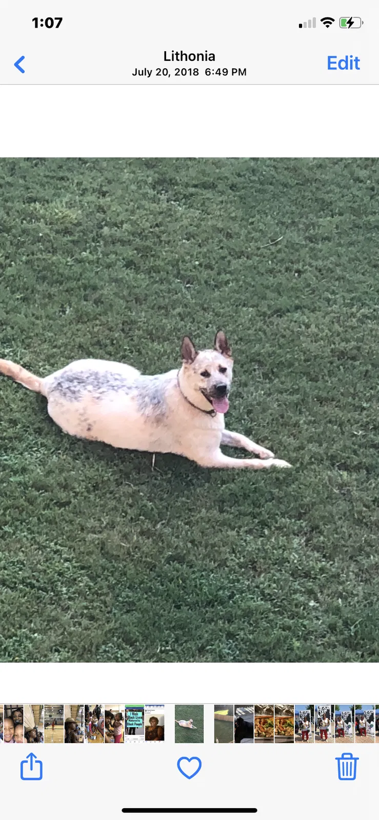 Lost dog in Lithonia, GA, 30038