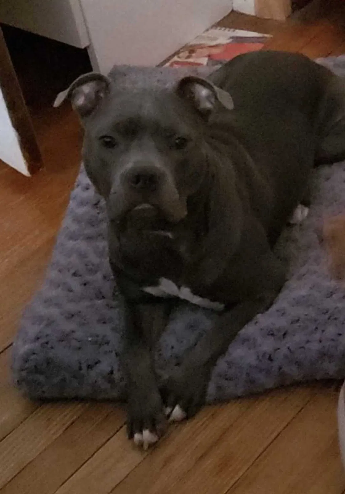 Lost dog in Brooklyn, NY, 11207
