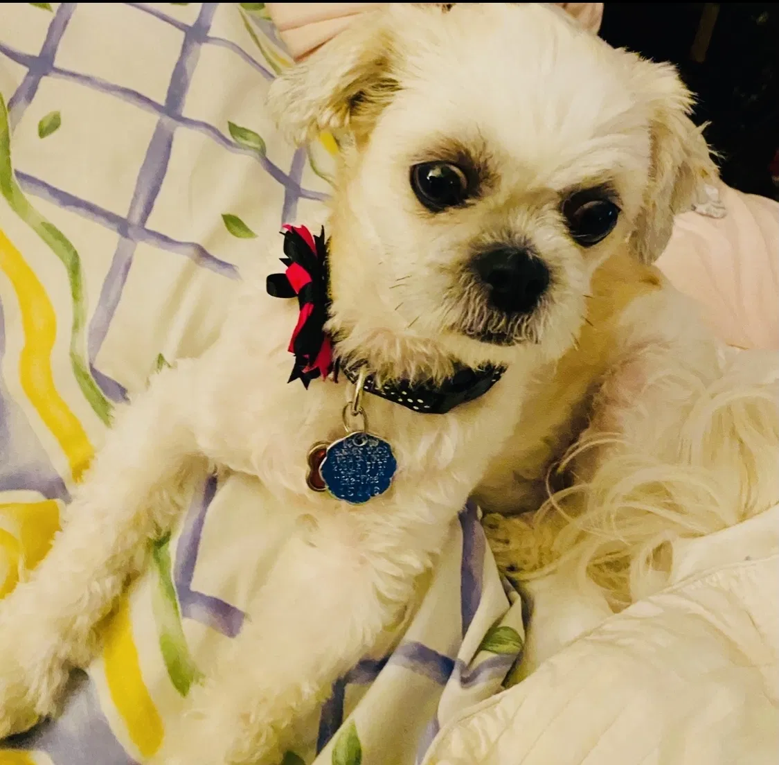 Lost dog in Chesapeake, VA, 23323