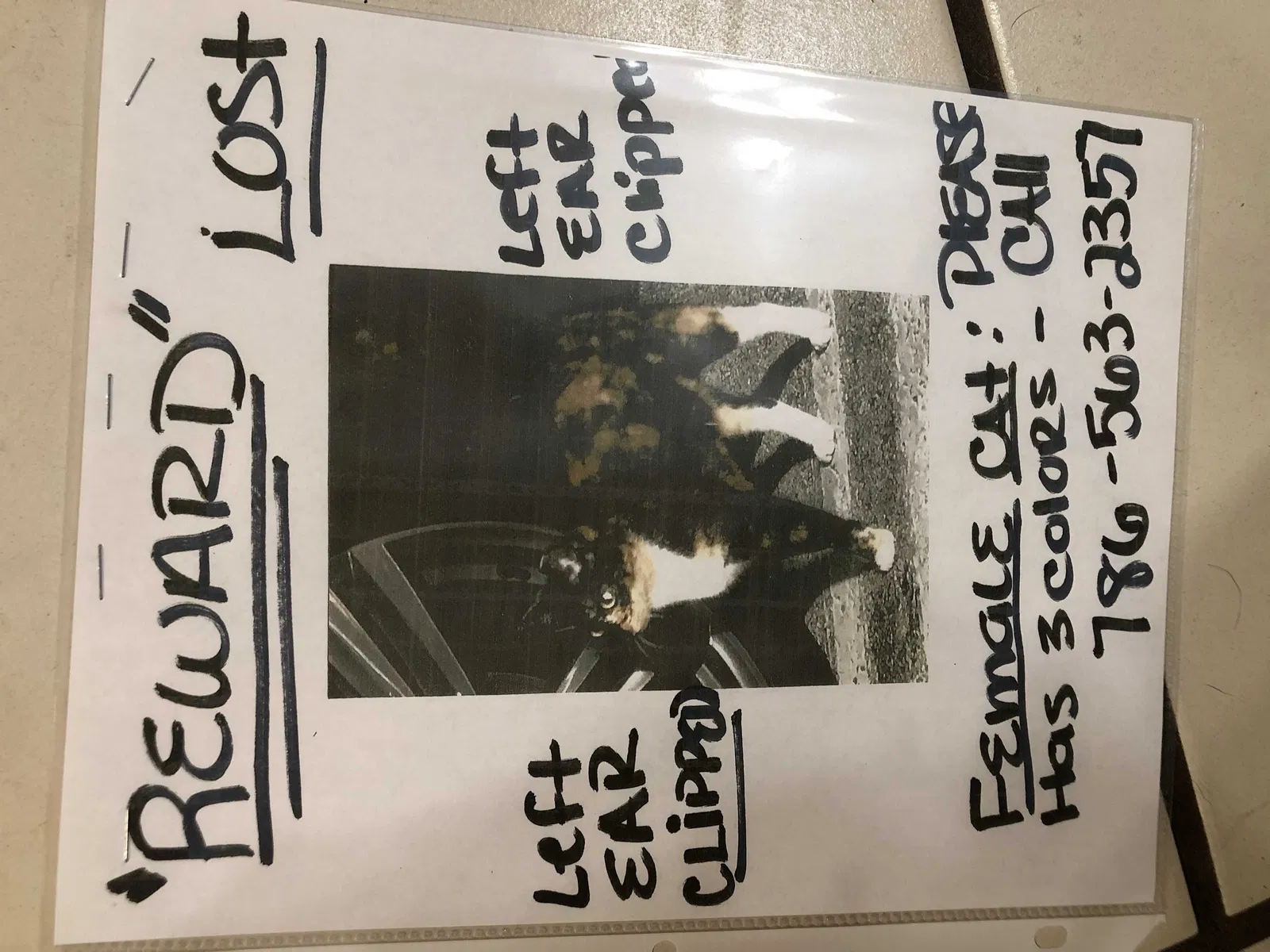 Lost cat in Miami, FL, 33190