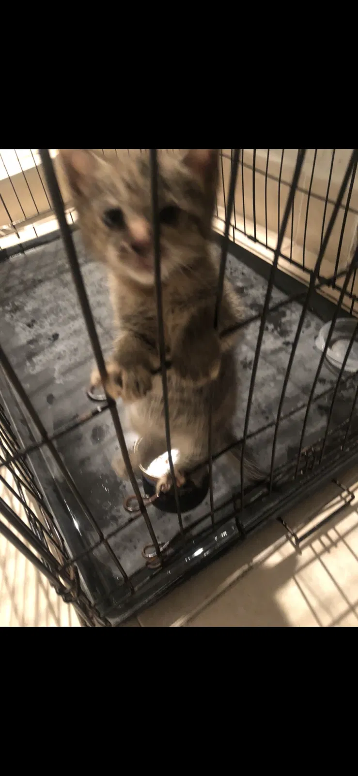 Lost cat in Miami, FL, 33169