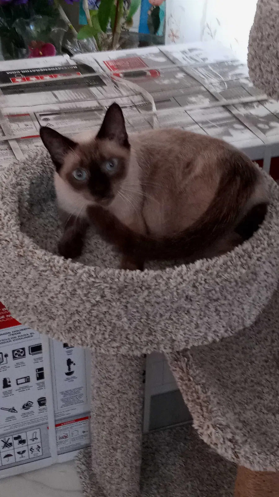 Lost cat in Miami, FL, 33190