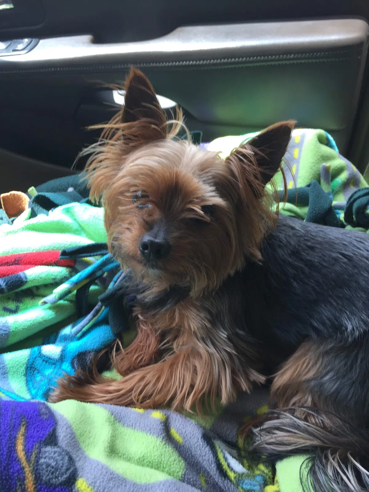 Lost dog in Boiling Springs, SC, 29316