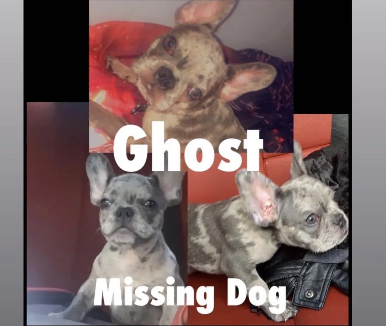Lost dog in Miami, FL, 33130