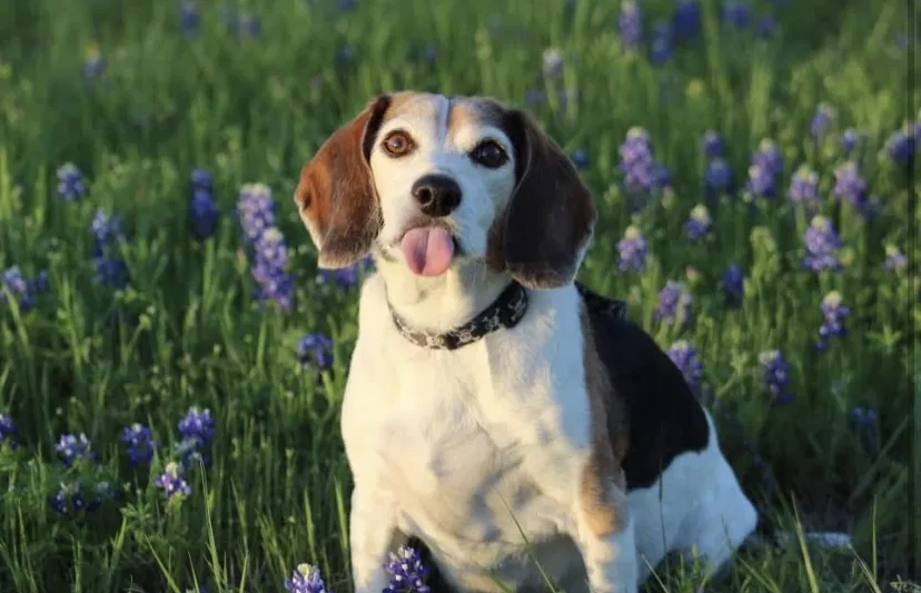 Lost dog in Killeen, TX, 76549
