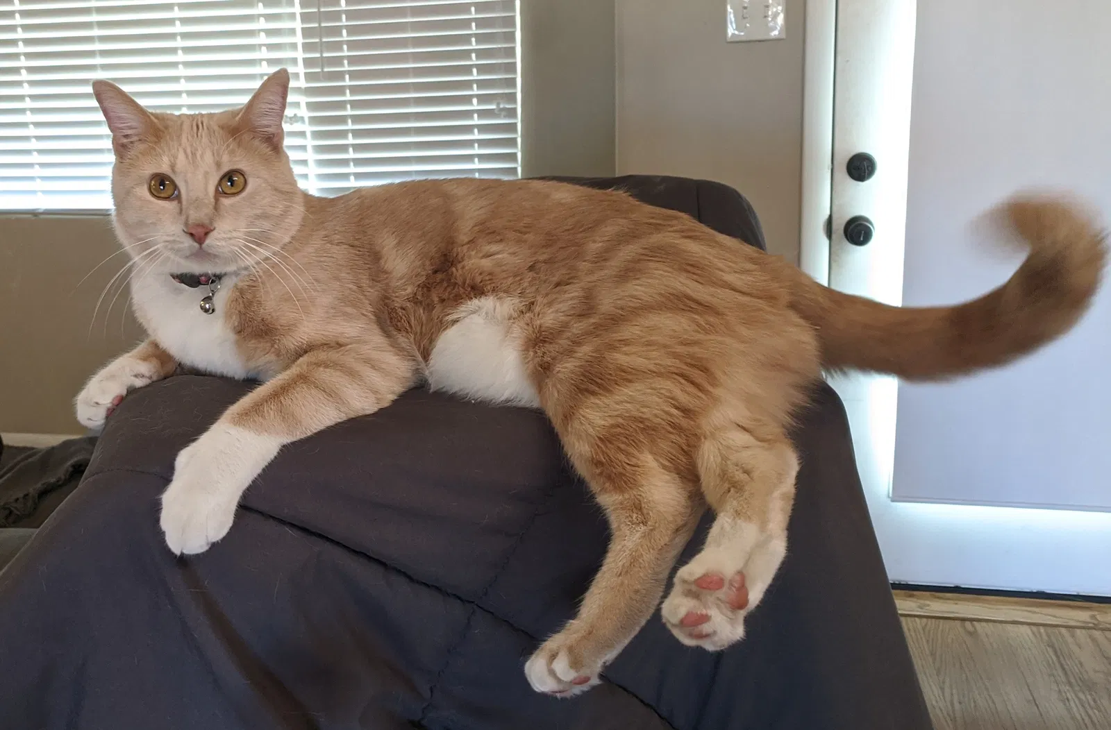 Lost cat in Albuquerque, NM, 87108