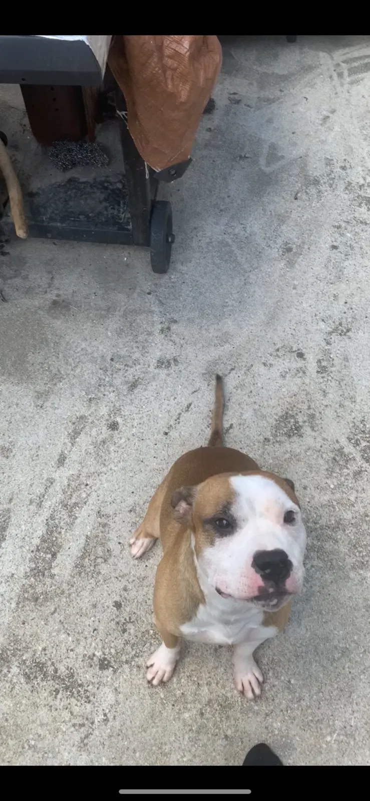Lost dog in Snellville, GA, 30039