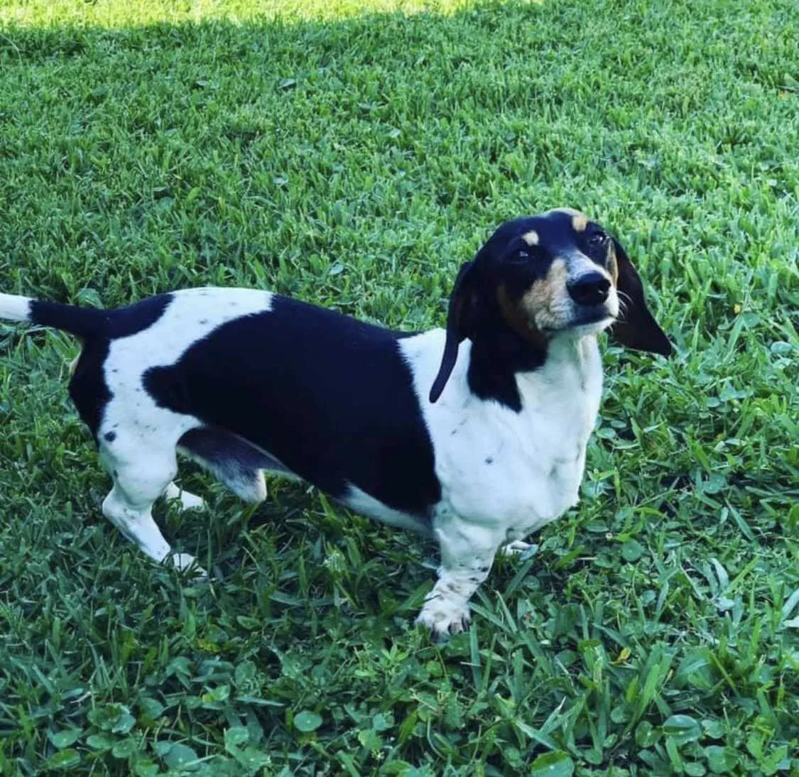 Lost dog in Kenner, LA, 70065