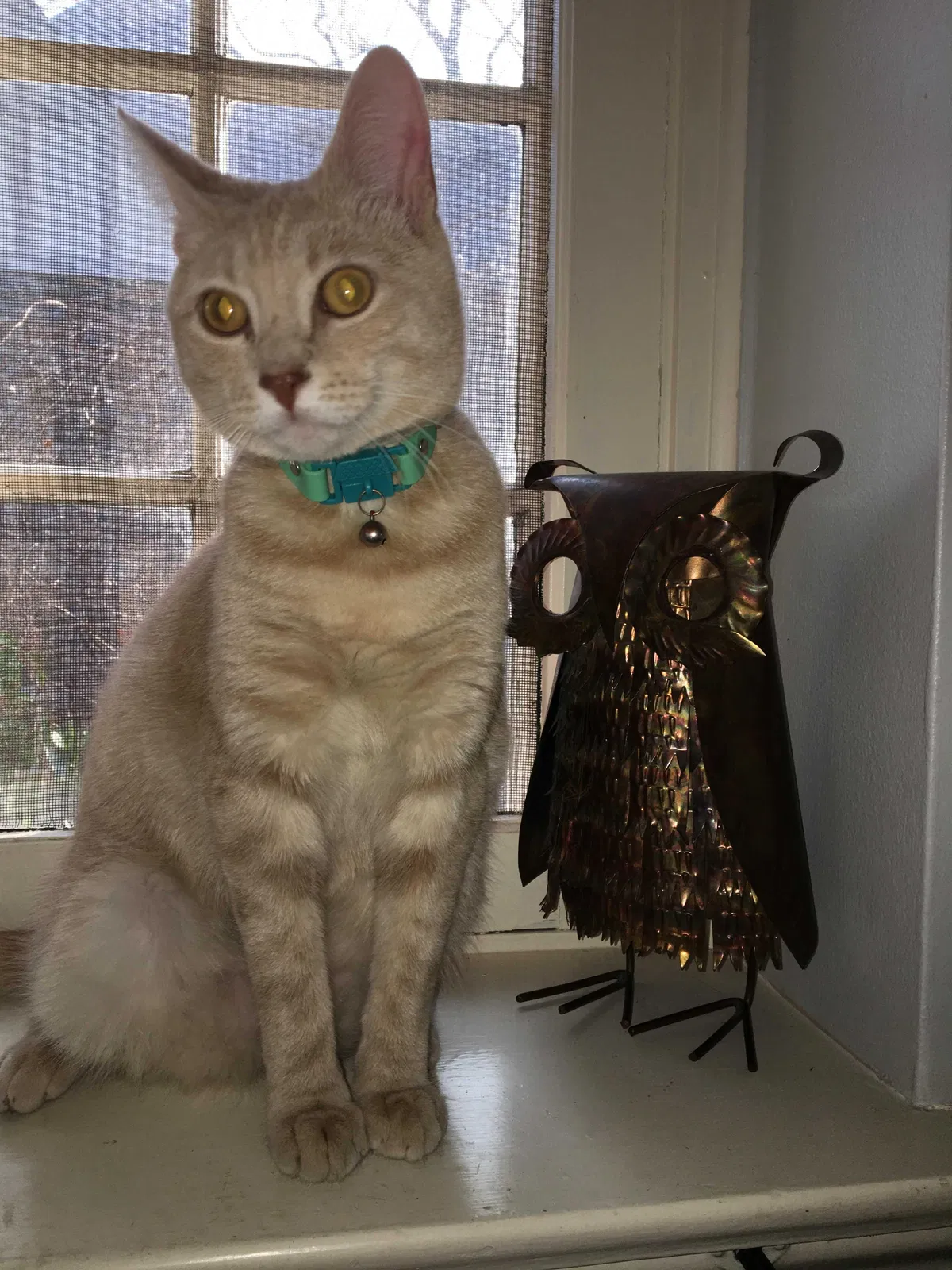 Lost cat in Ardmore, PA, 19003