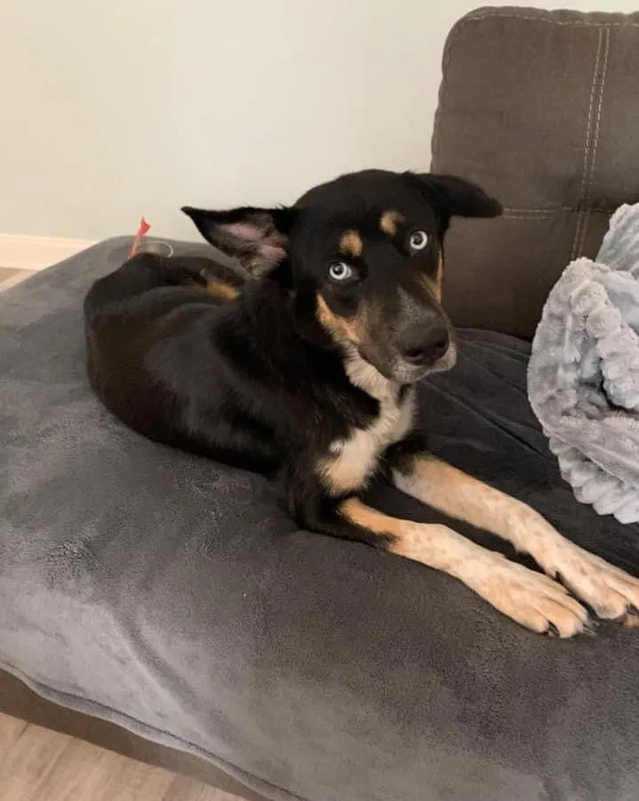 Lost dog in Wilmington, NC, 28412