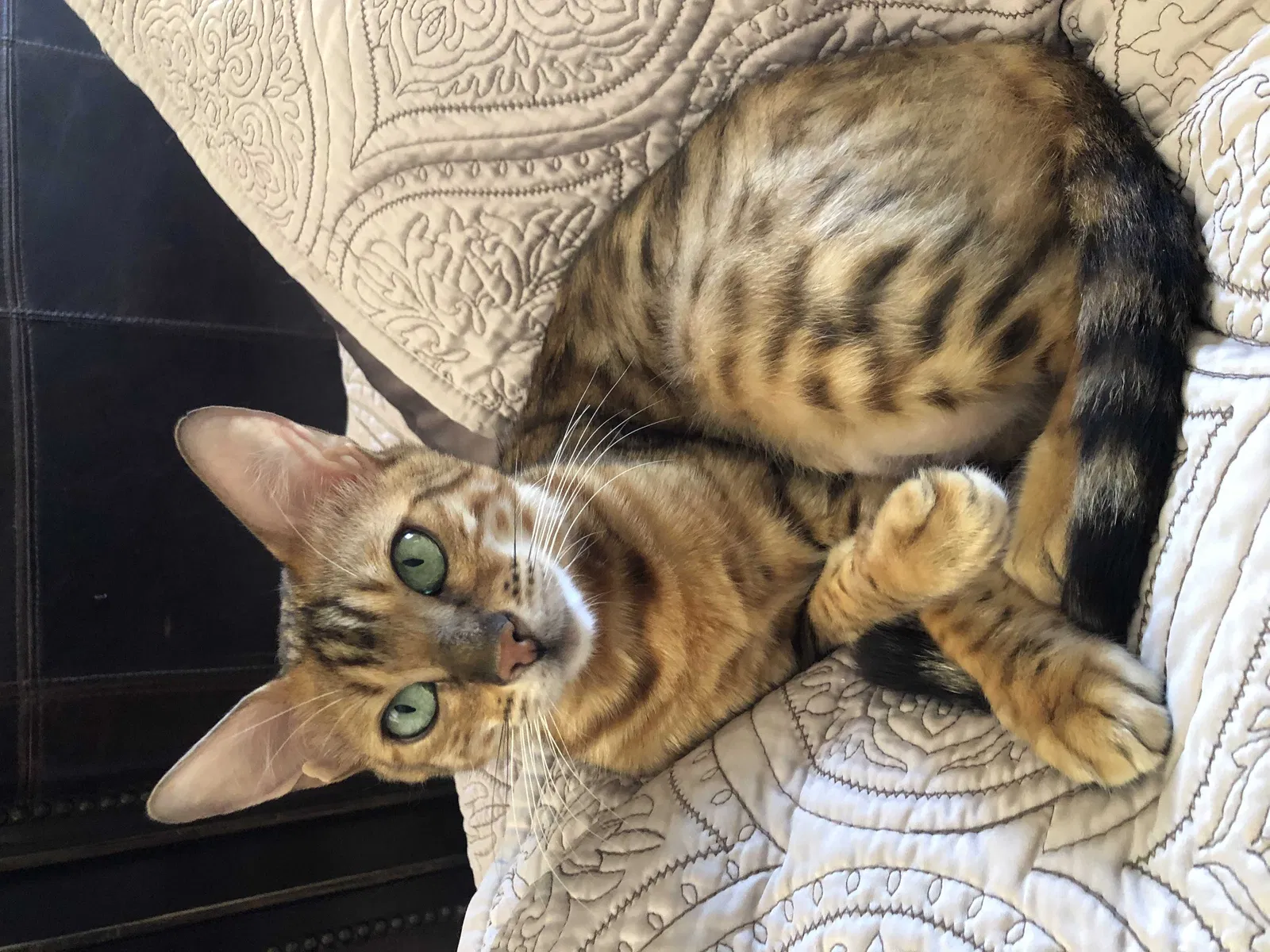 Lost cat in La Mesa, CA, 91941