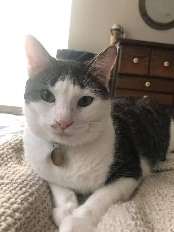 Lost cat in Cantonment, FL, 32533