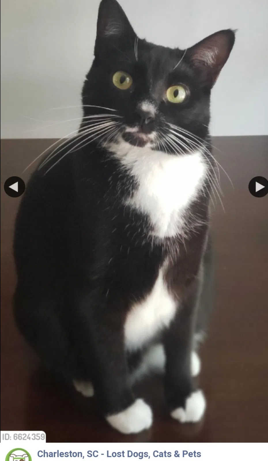 Lost cat in Charleston, SC, 29412