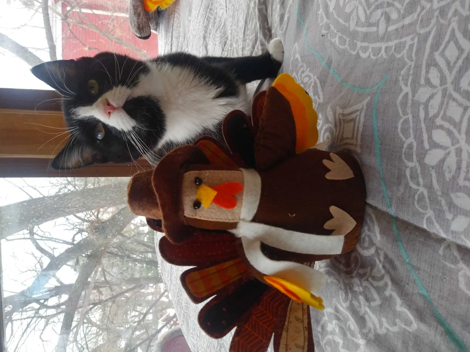 Lost cat in Saint Paul, MN, 55108