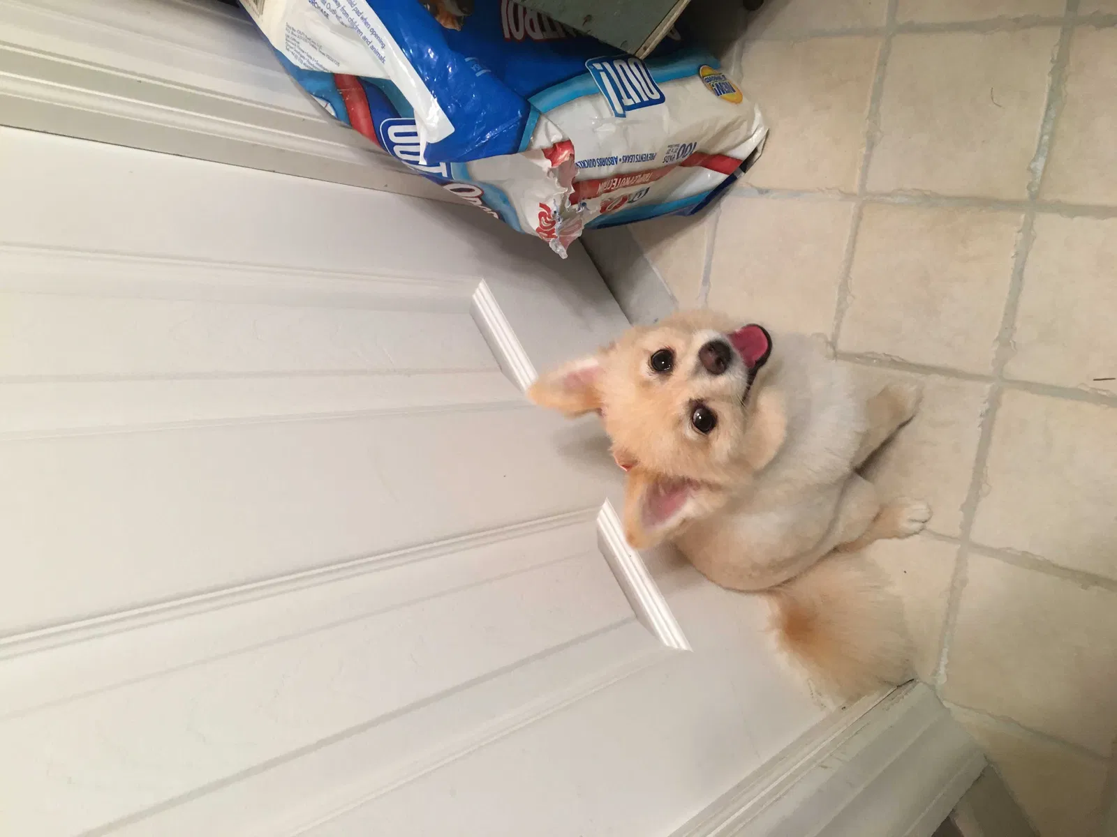 Lost dog in Ridgewood, NJ, 7450