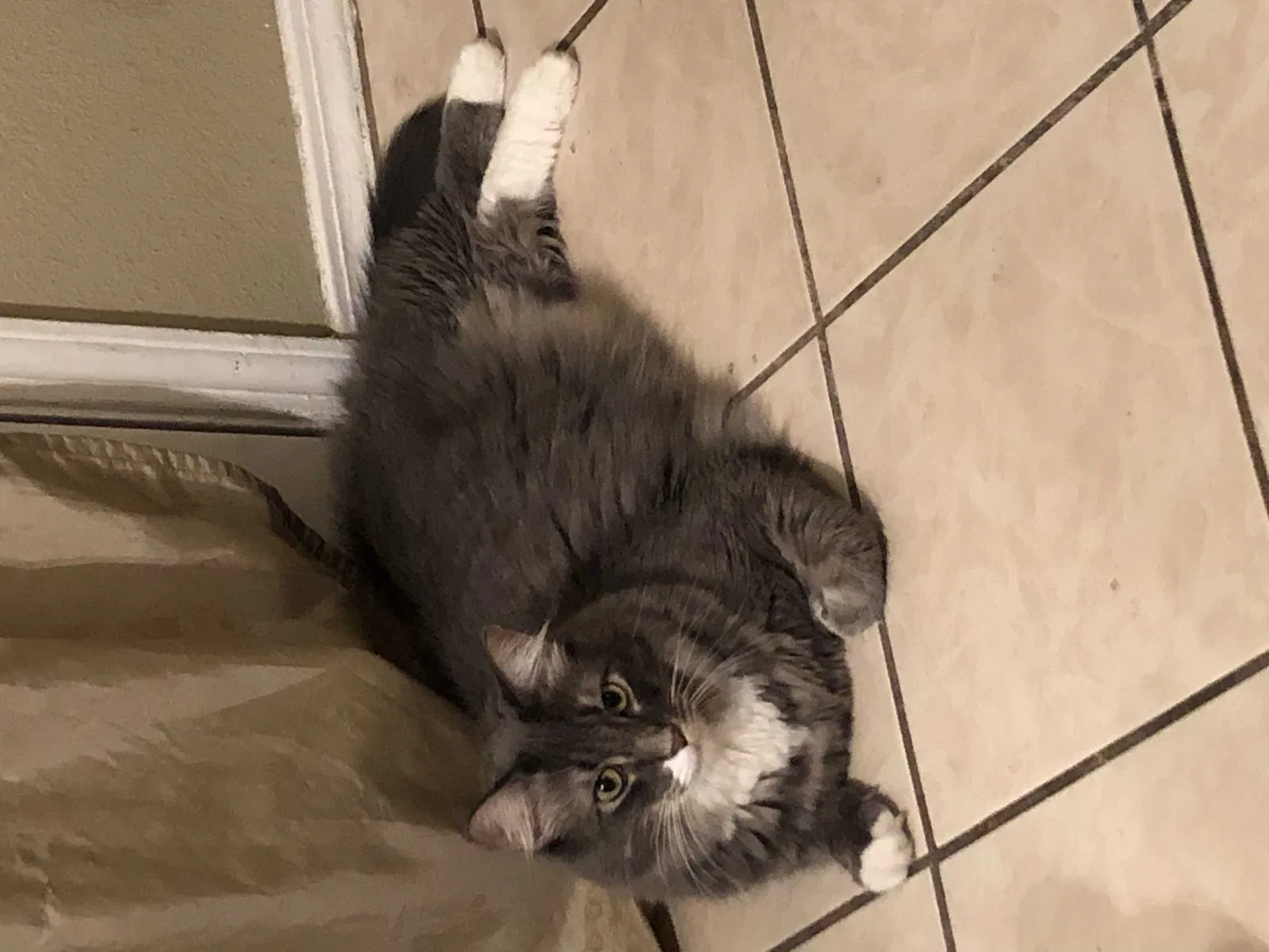Lost cat in Albuquerque, NM, 87121