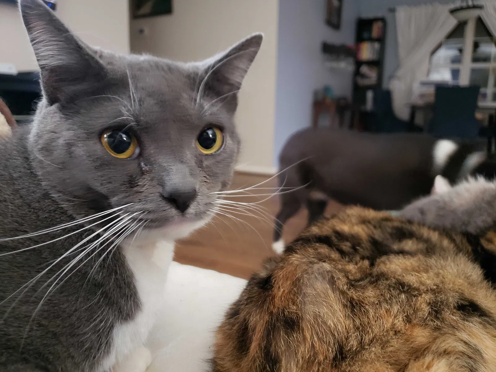 Lost cat in Clarksville, TN, 37043