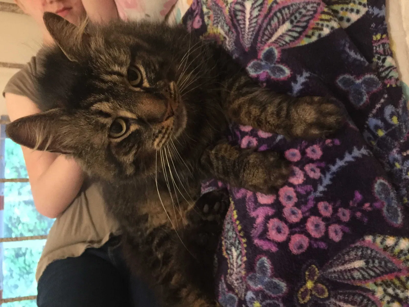Lost cat in Lenoir, NC, 28645