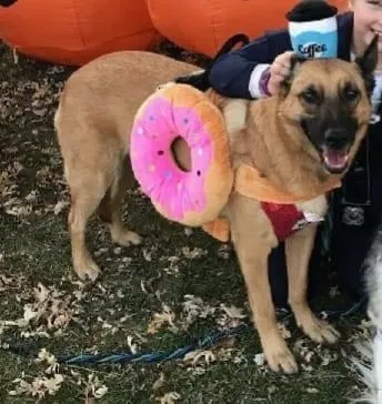 Lost dog in Mitchellville, IA, 50169